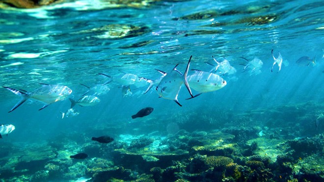 Bờ biển này có rặng san hô Ningaloo cùng tên, là rặng san hô lớn với khoảng 200 loài san hô cứng, 50 loài san hô mềm. Ảnh: Australia.