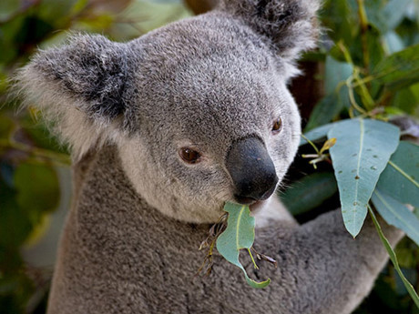 Gấu túi Koala.