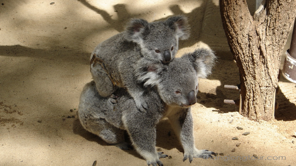 Koala Lone Pine Brisbane