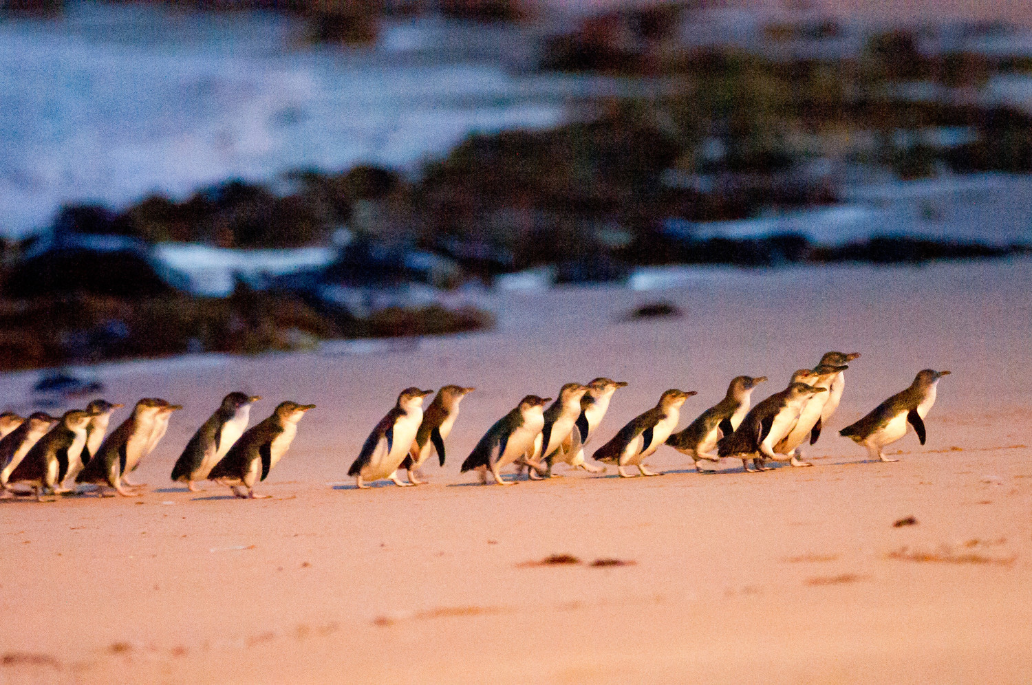 Penguin Parade