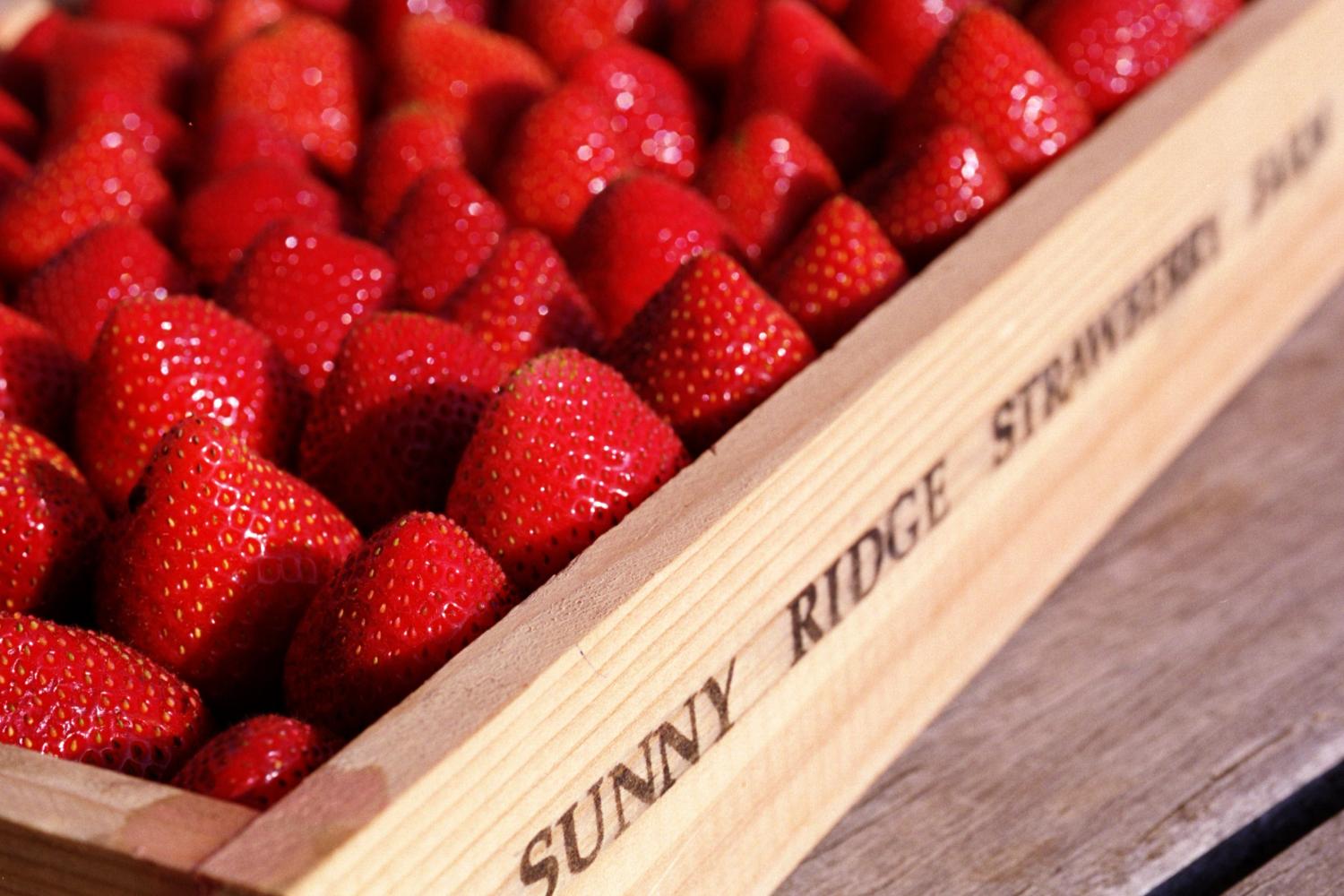 Sunny Ridge Strawberry Farm
