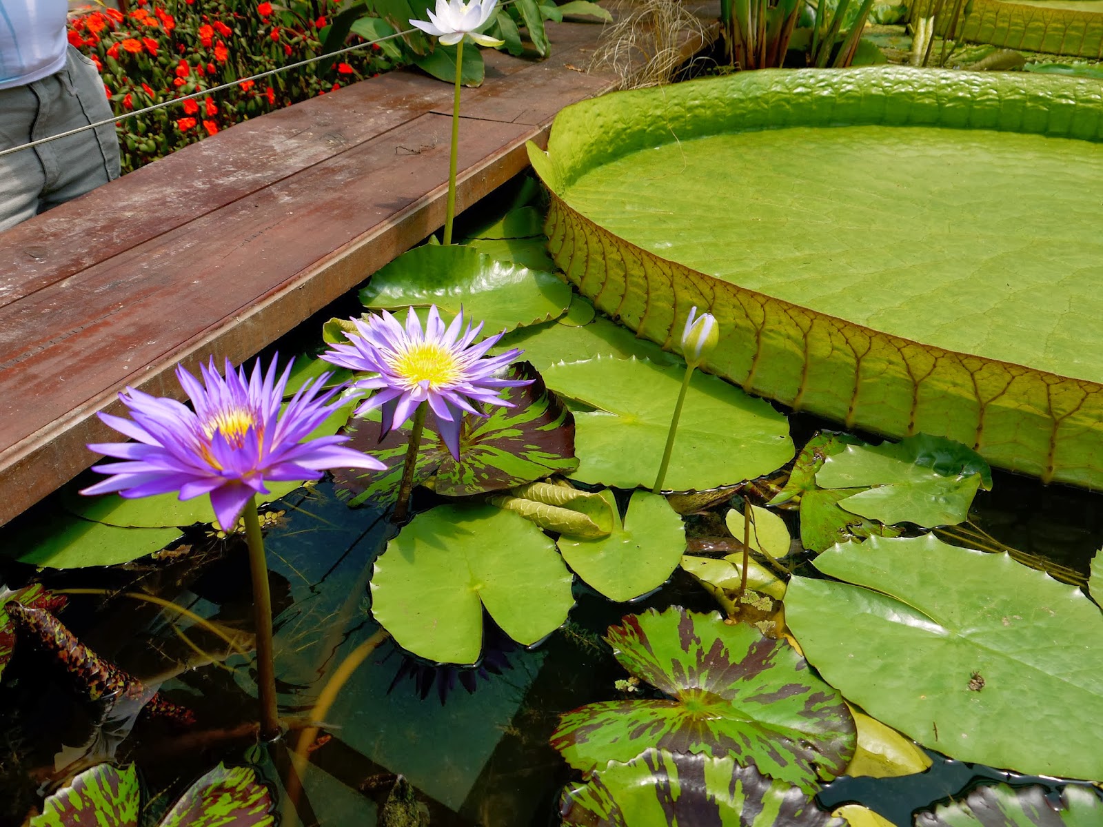 blue-lotus-water-garden