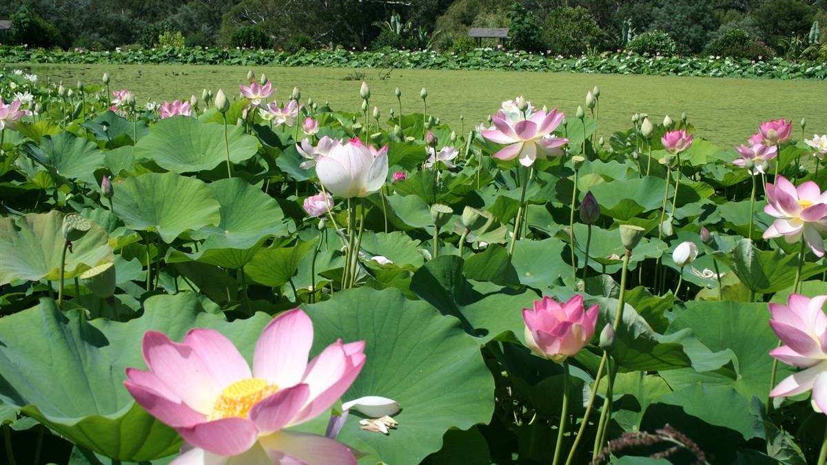 blue-lotus-water-garden