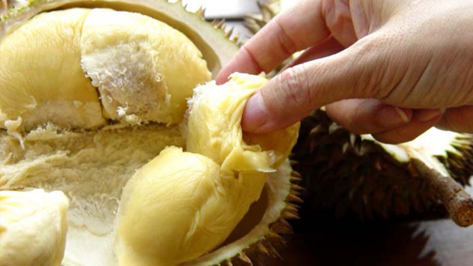 Rotting durian