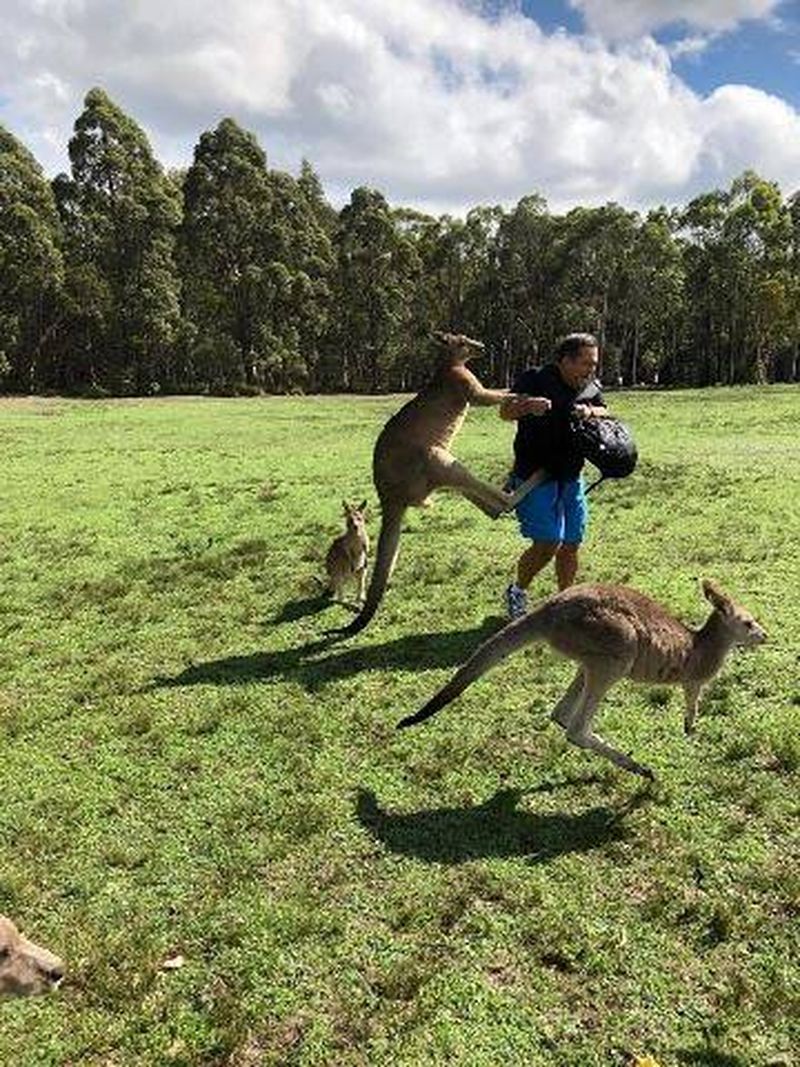 kangaroos are seen attacking tourists