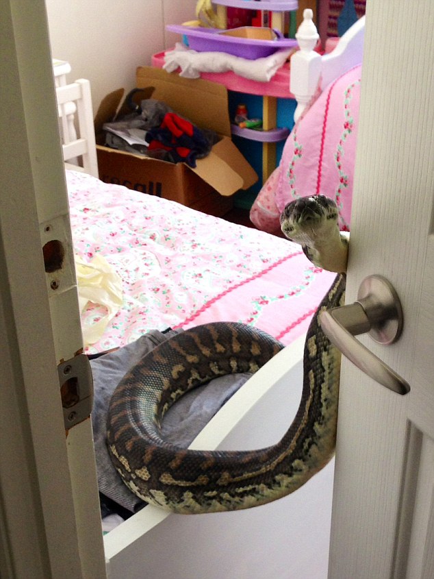 snakes in houses in australia