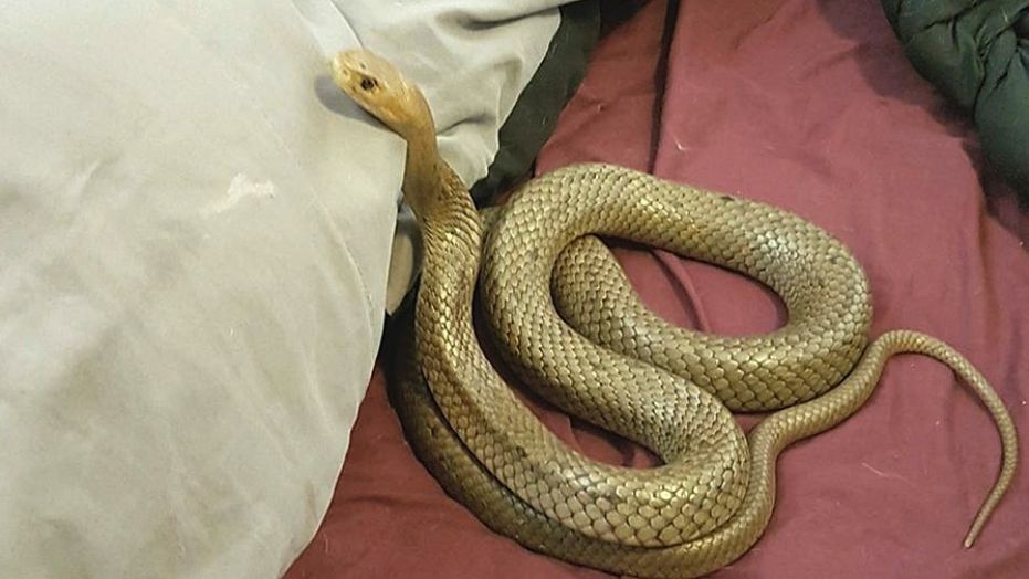 snakes in houses in australia