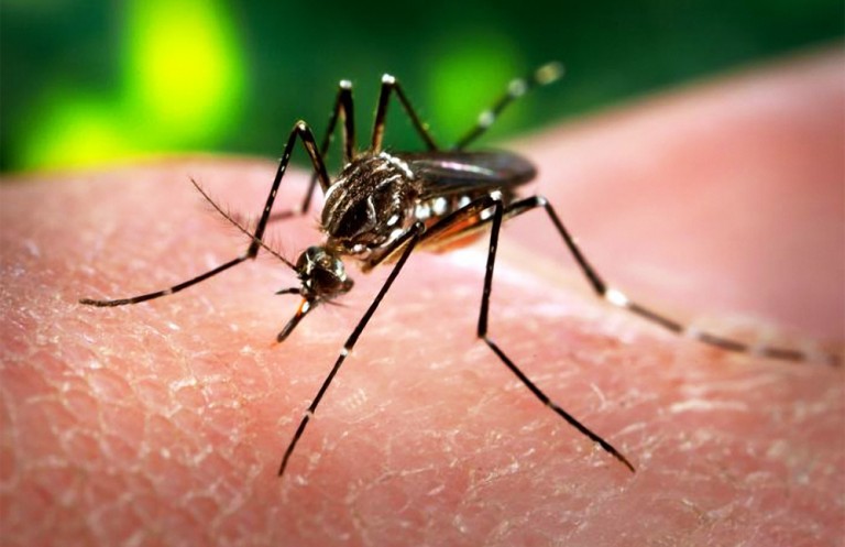 Virut nguy hiểm Zika có thể lây tới Úc