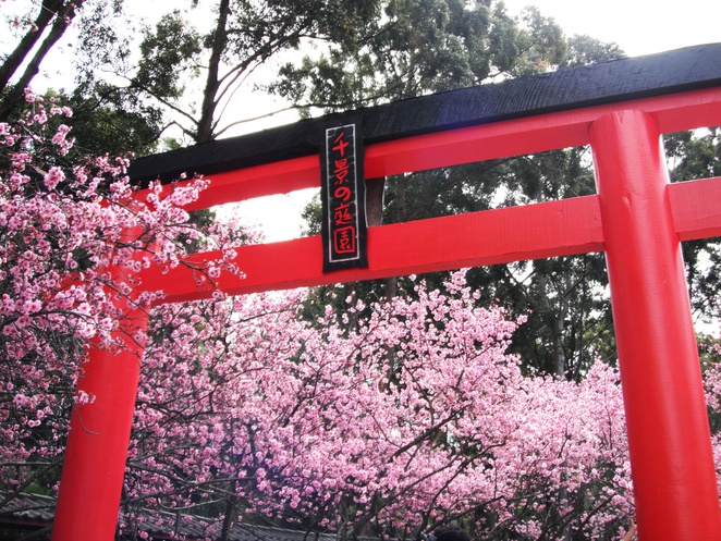 sydney-cherry-blossom-festival