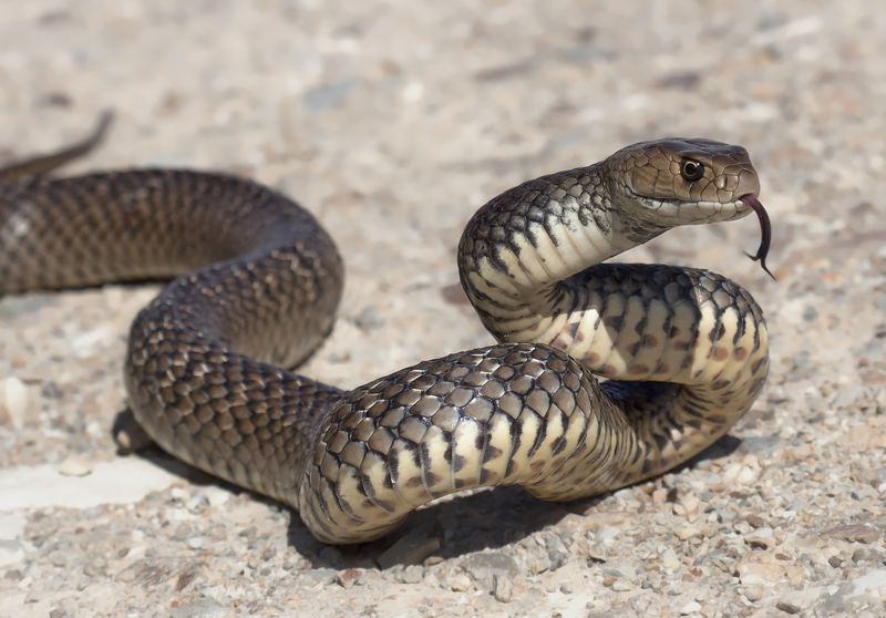 Watch out for 'hungry and frisky' snakes