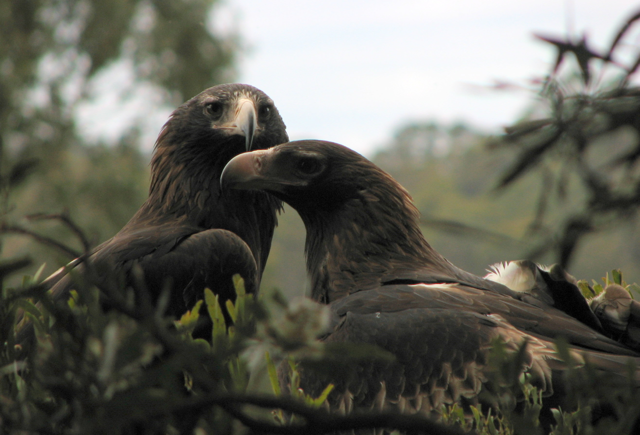 wedge-tailed eagles