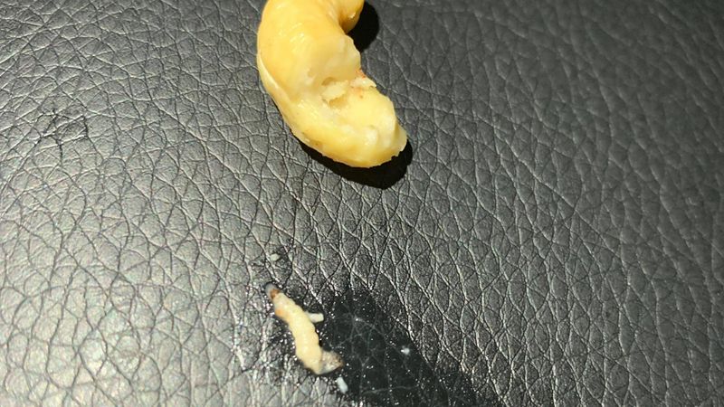 maggots in fruit and nut mix