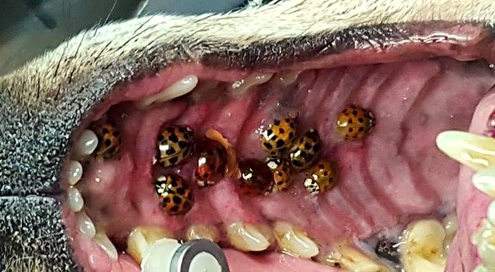 40 Asian ladybugs burrowed in the roof of a dog's MOUTH
