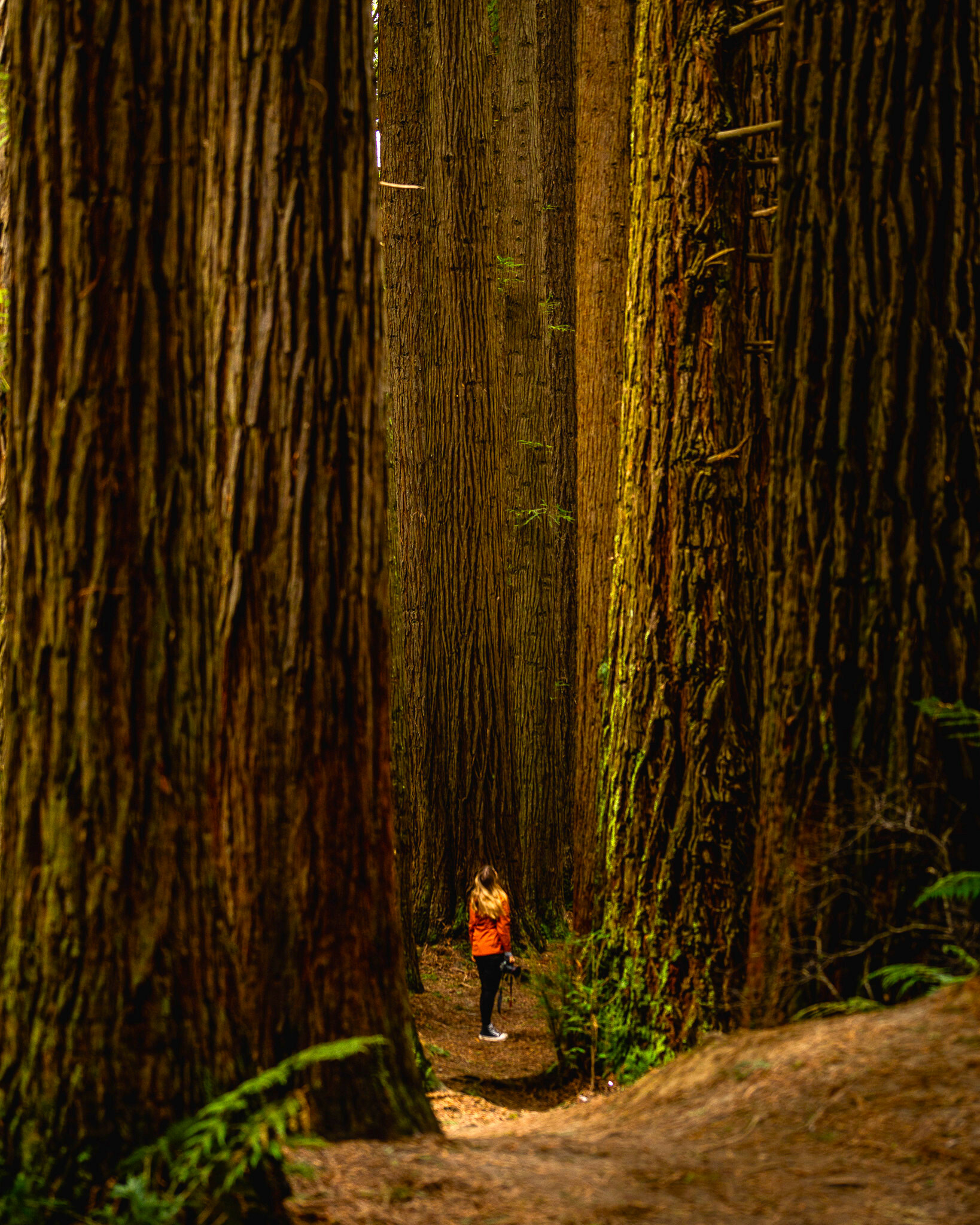 Californian redwood forests in Victoria