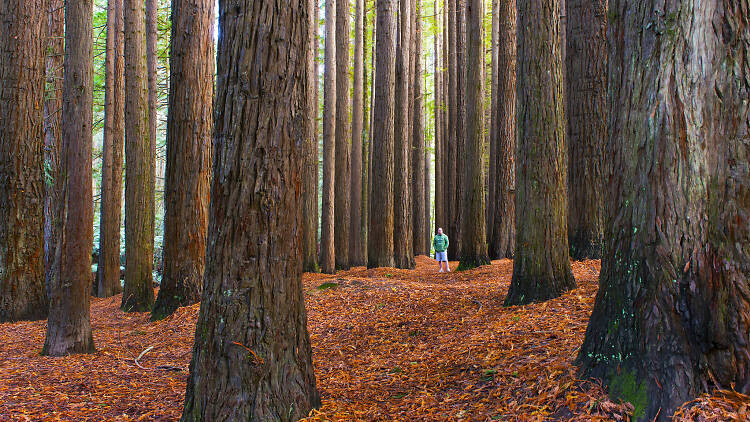 Californian redwood forests in Victoria