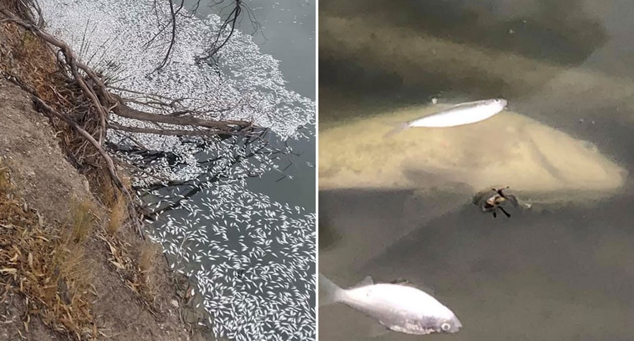 Another mass fish kill in western NSW