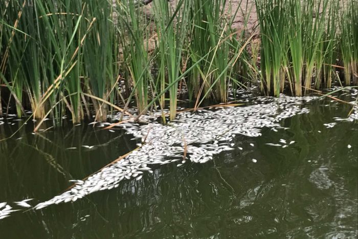 Another mass fish kill in western NSW