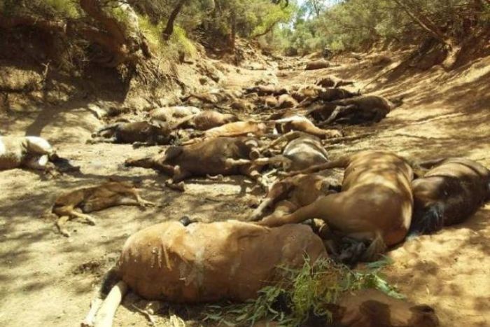 Mass death of feral horses