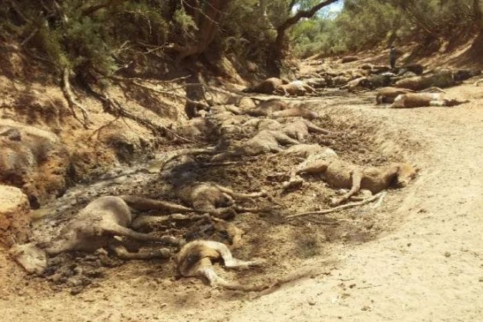 Mass death of feral horses