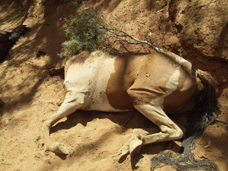 Mass death of feral horses
