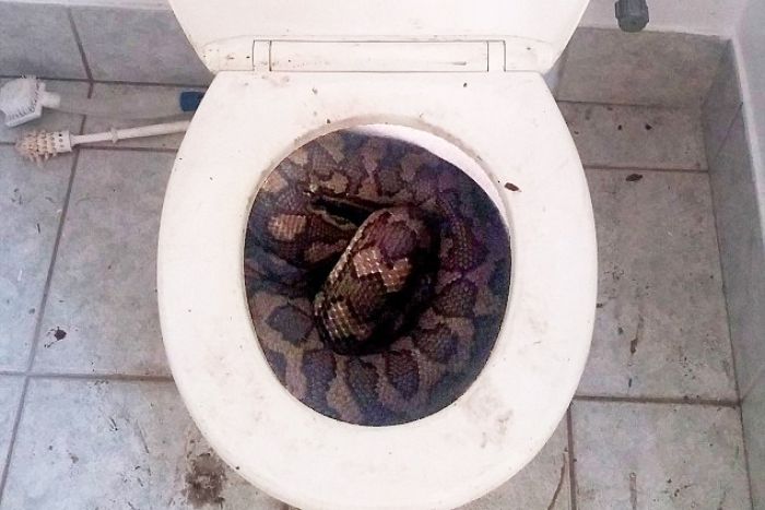 Snake in a Brisbane toilet