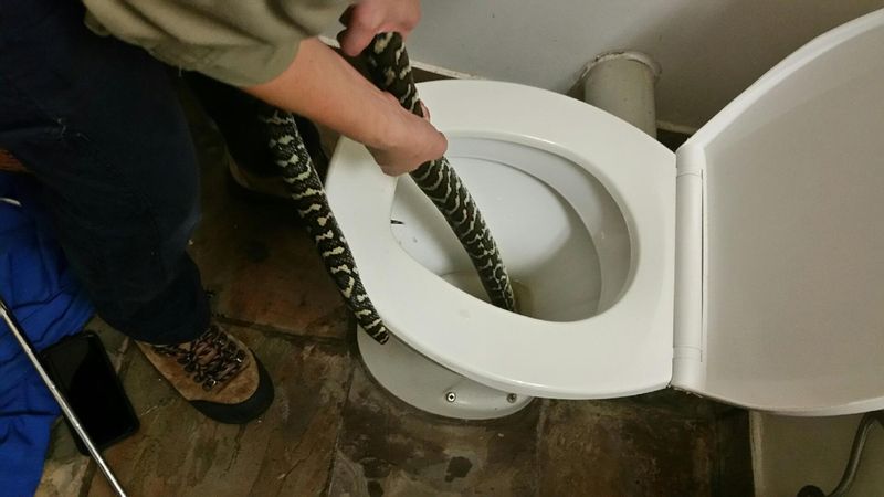 1.6m snake found inside toilet