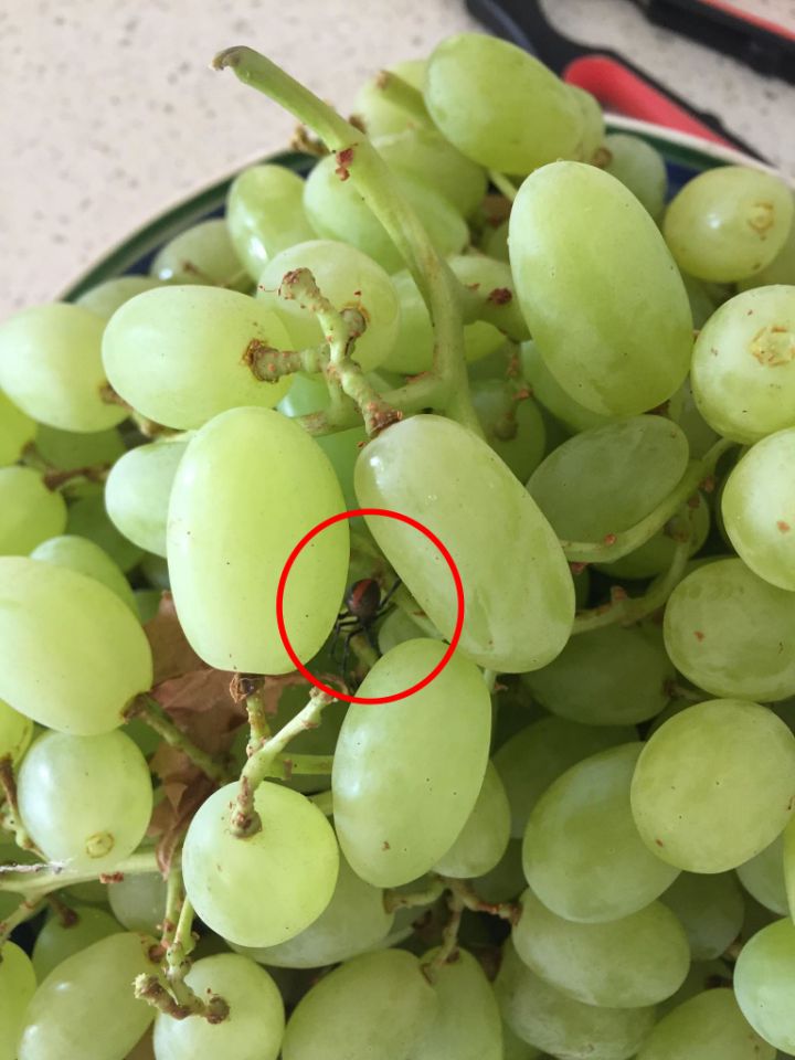 redback spider in Aldi grapes