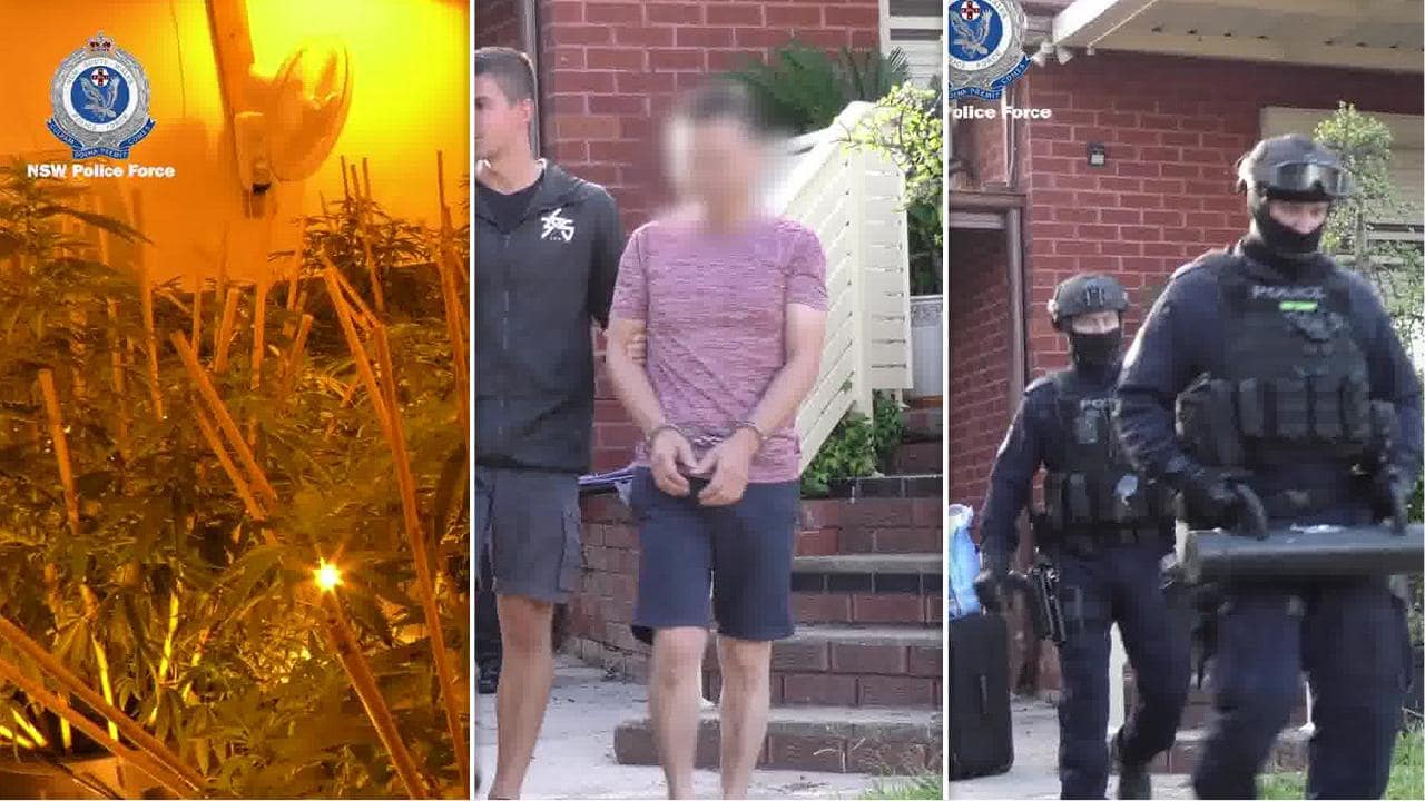 Canley Vale woman charged, $3 million worth of cannabis seized