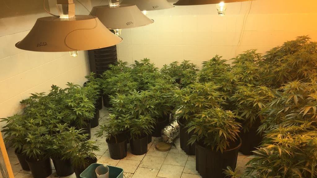 Canley Vale woman charged, $3 million worth of cannabis seized