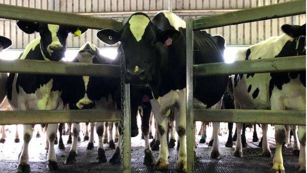 Coles and Aldi to raise milk prices