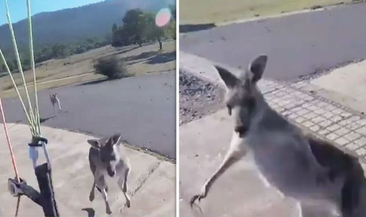 Paraglider punched by kangaroo on landing