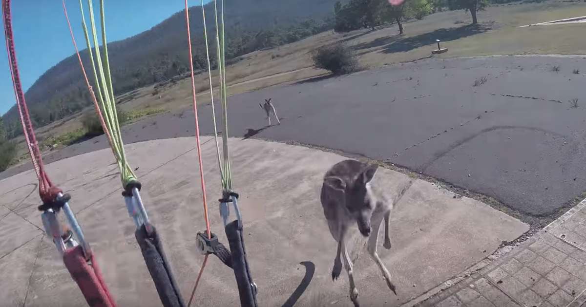 Paraglider punched by kangaroo on landing