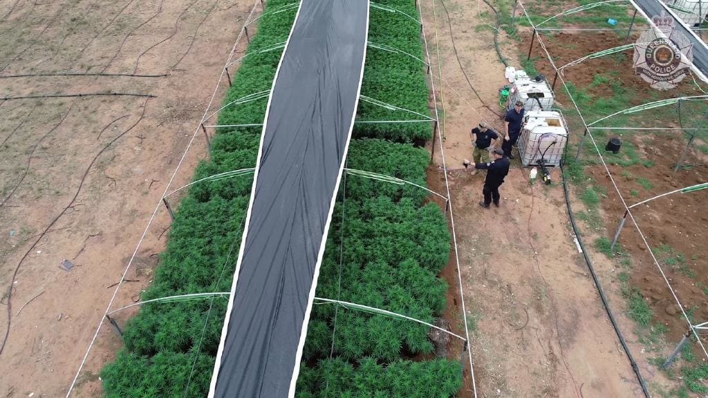 Queensland police uncover $5 million of cannabis