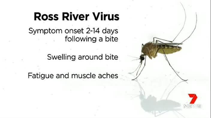 Ross River virus detected in Sydney