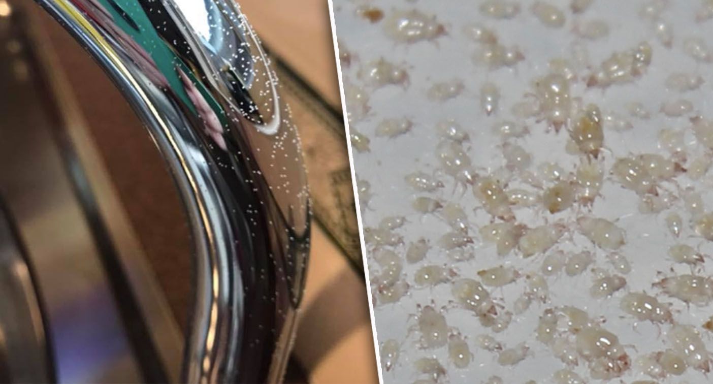 mites found on kitchen tap