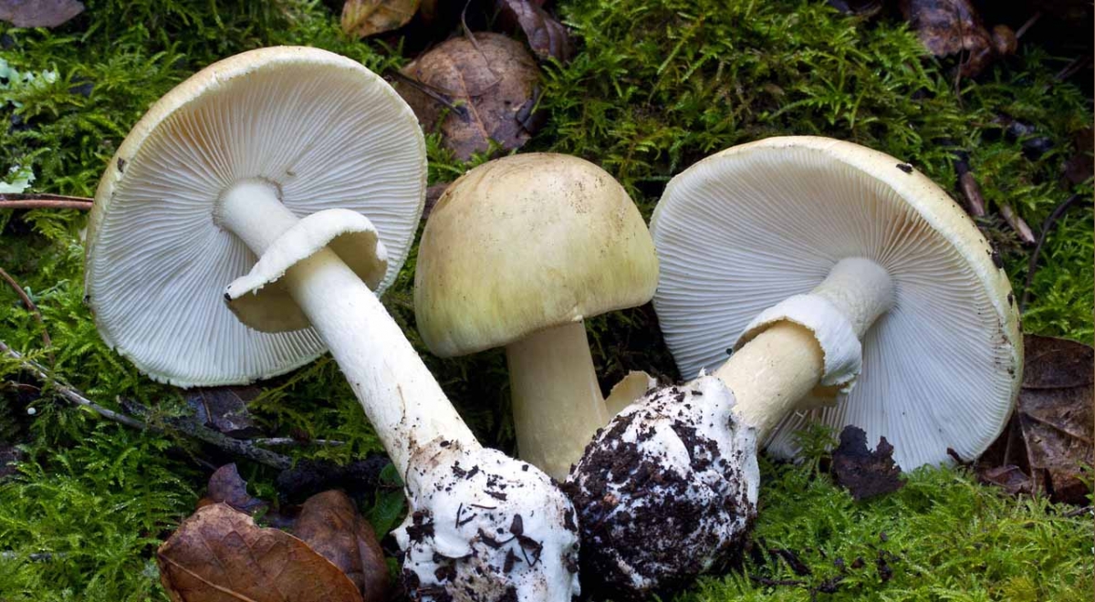 Victorians warned of poisonous death cap mushrooms