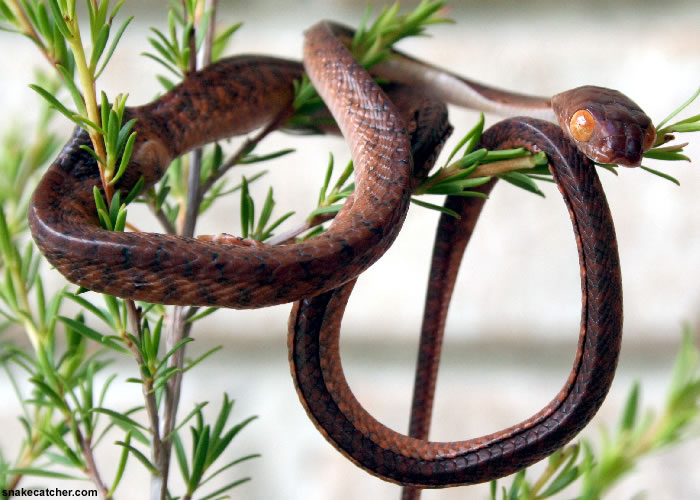 brown tree snake australia