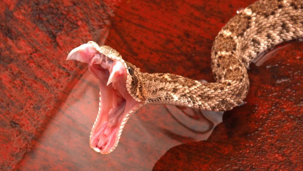 Australian snake myth busted