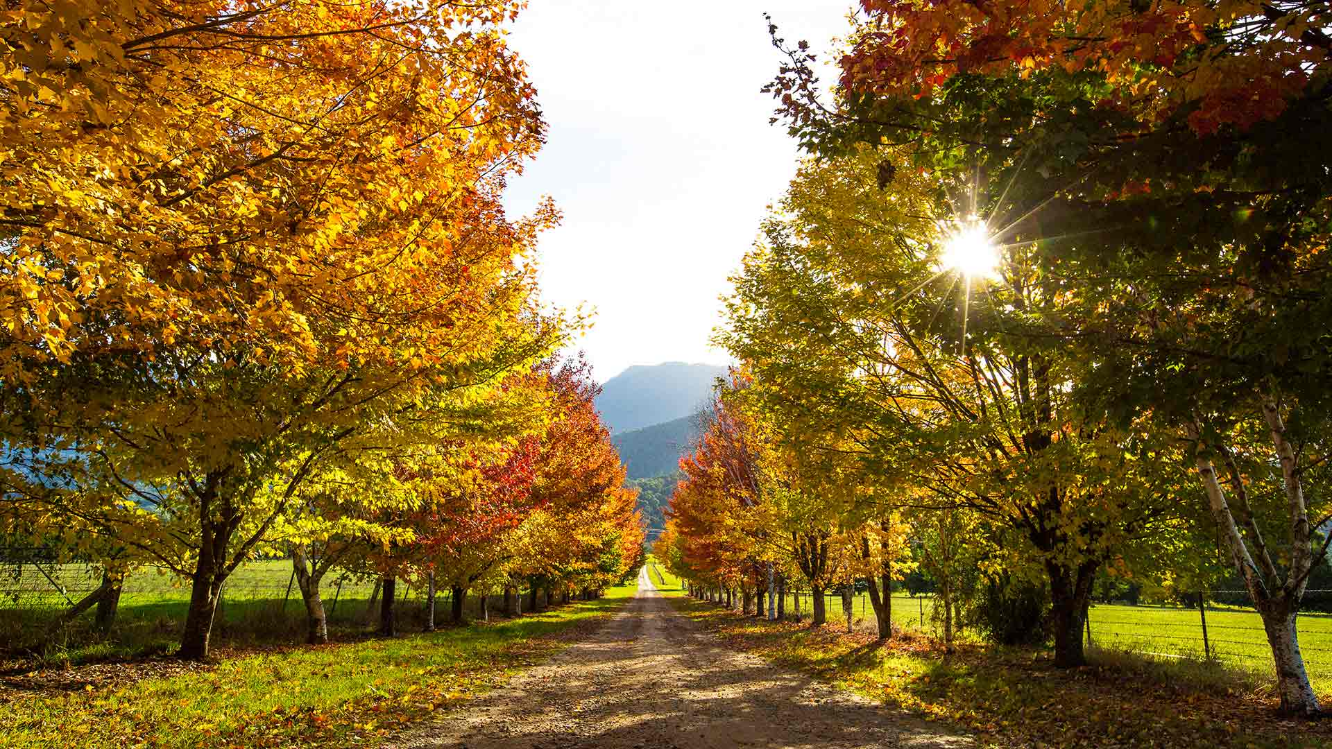 Top Autumnal Sights to See in Regional Victoria