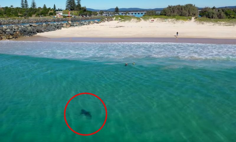 Great white shark gets terrifyingly close to 'oblivious' kids at beach