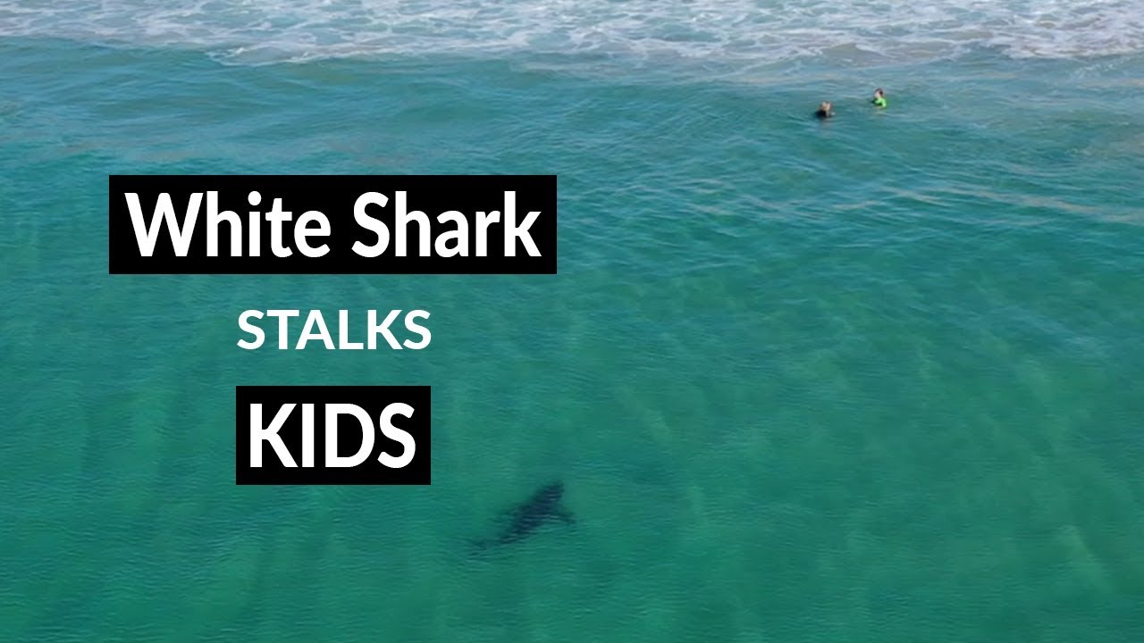 Great white shark gets terrifyingly close to 'oblivious' kids at beach