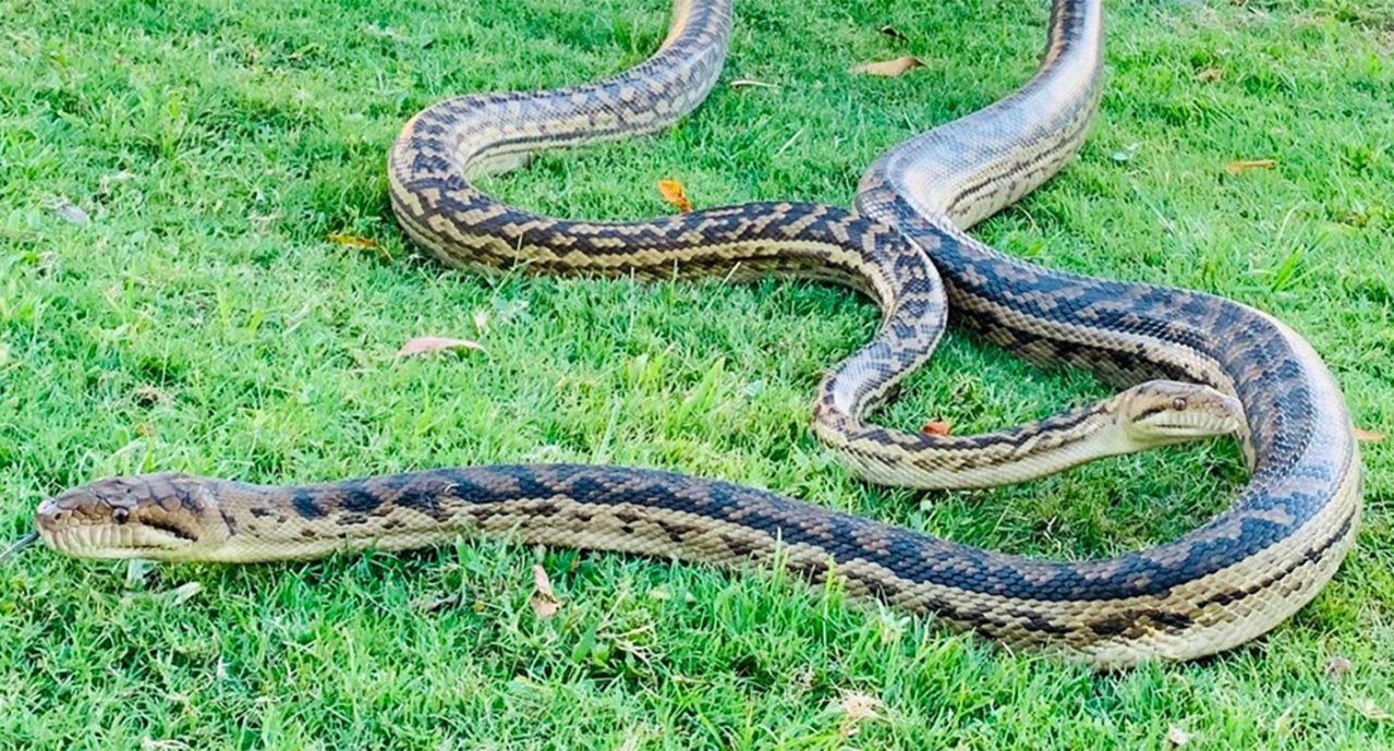 Huge mating pythons crash through ceiling Cairns