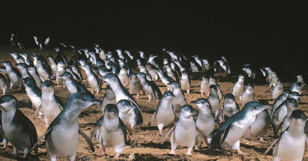 Phillip Island’s Penguin Visitor Centre