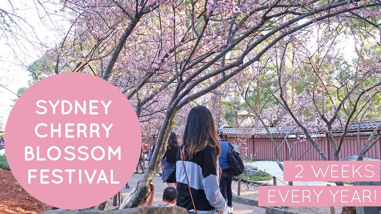 Sydney Cherry Blossom Festival