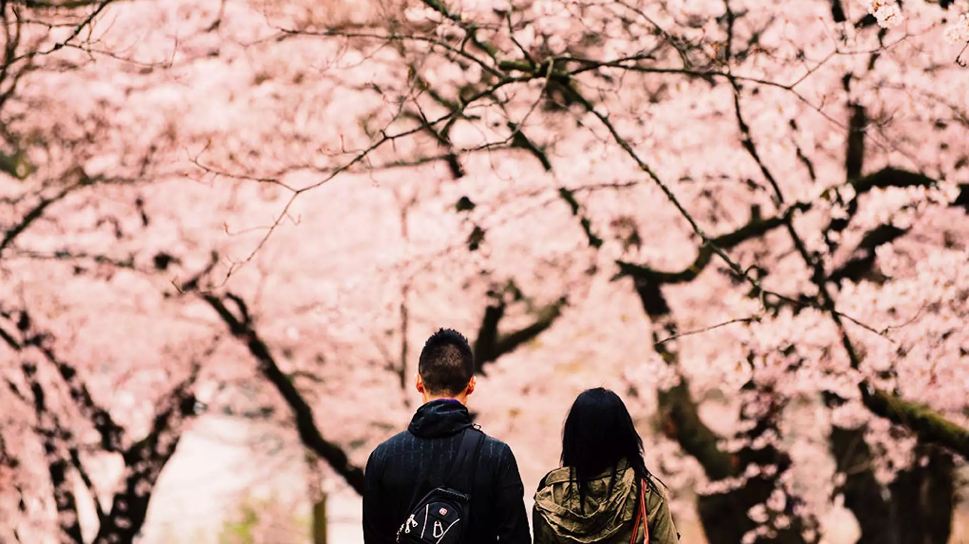VIP Experience at the Sydney Cherry Blossom Festival