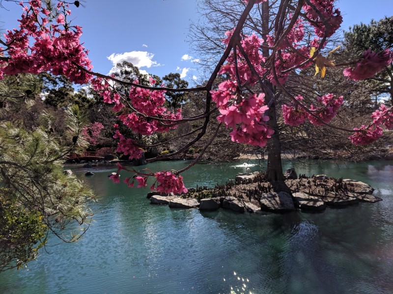 VIP Experience at the Sydney Cherry Blossom Festival