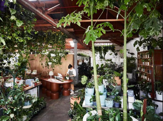 8 shop cây xanh “đỉnh” nhất Melbourne dành cho những tâm hồn yêu thiên nhiên