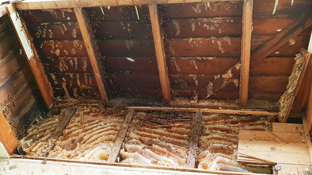 Massive beehive found in ceiling of Brisbane home