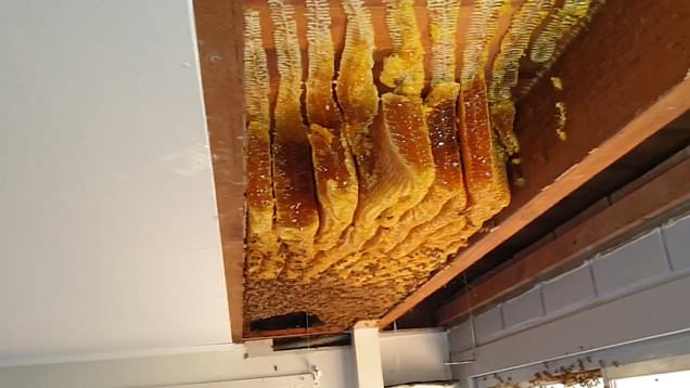 Massive beehive found in ceiling of Brisbane home