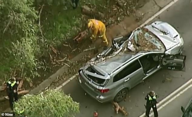 car crushed by falling tree in Yarra Ranges